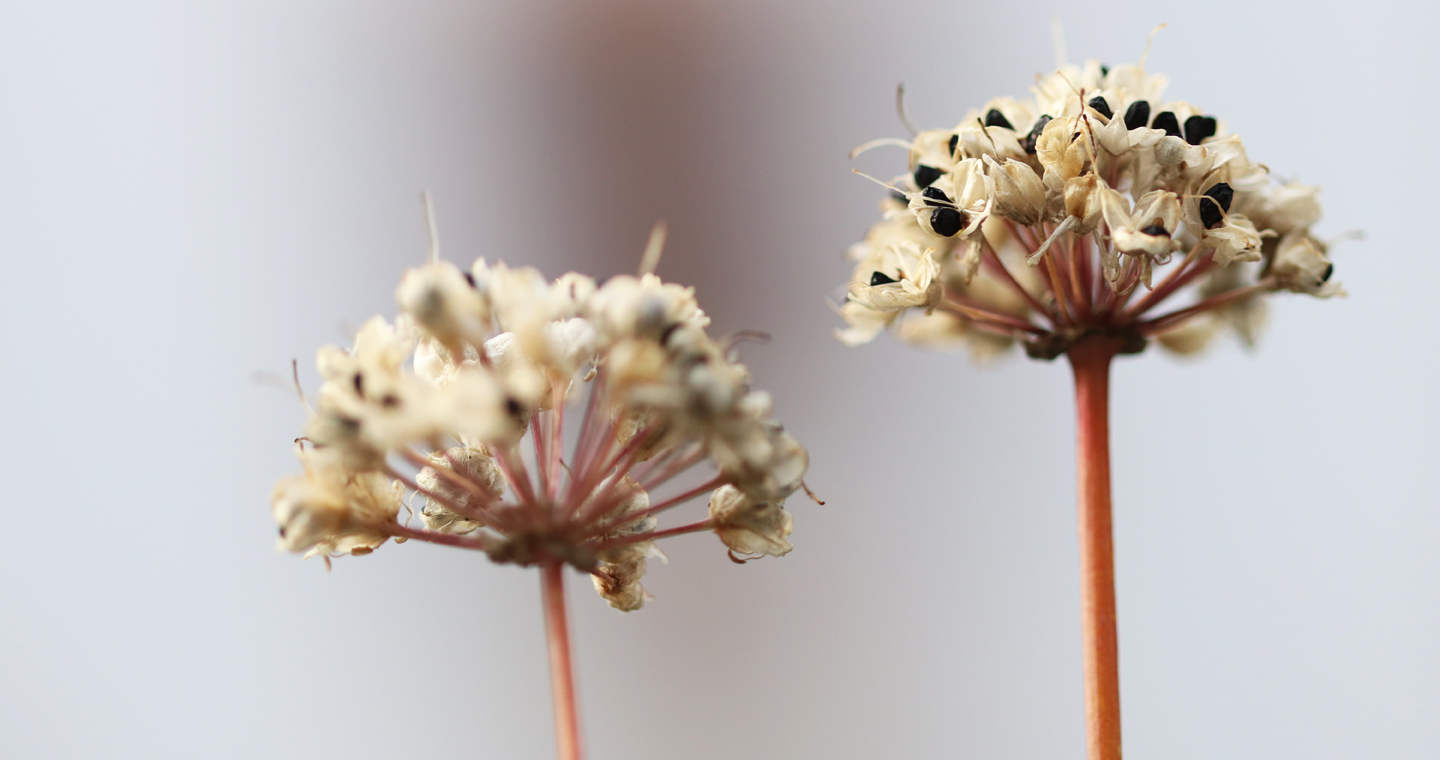 Samenstand des Berglauchs, Sorte Glaucum
