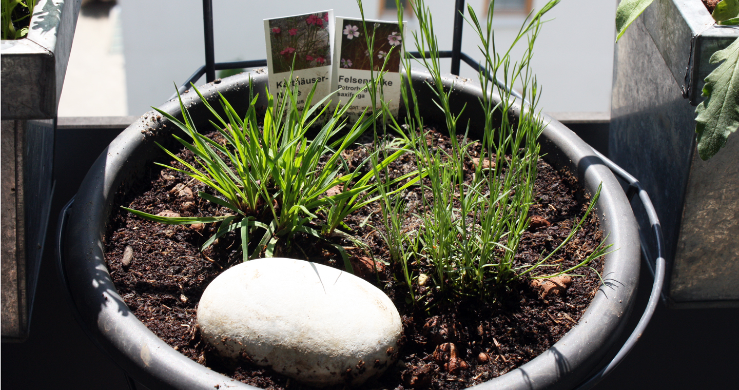 Kostengünstig: Stauden und Kletterpflanzen gedeihen über mehrere Jahre in ihrem Topf