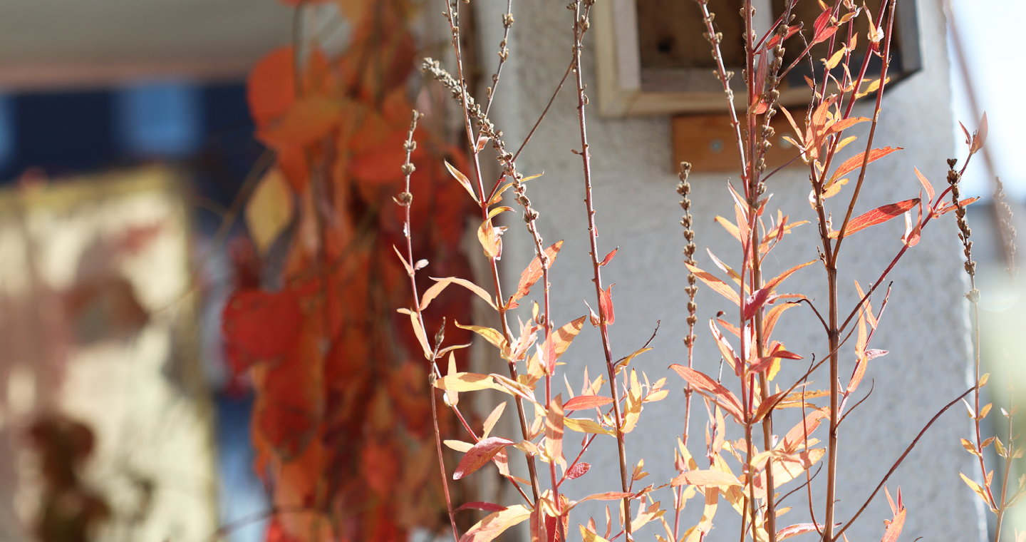 Herbstfärbung des Blutweiderichs auf dem Wilden Meter