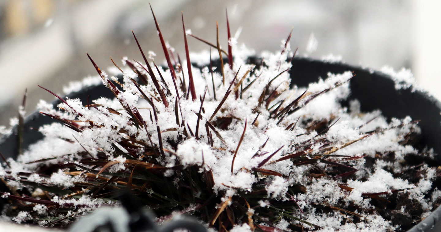 Karthäusernelke mit Schnee auf dem Wilden Meter
