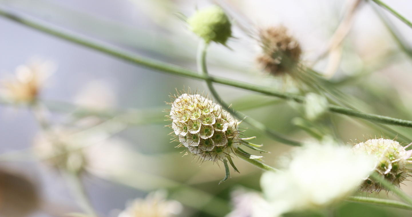 Samenstand der Gelben Skabiose auf dem Wilden Meter