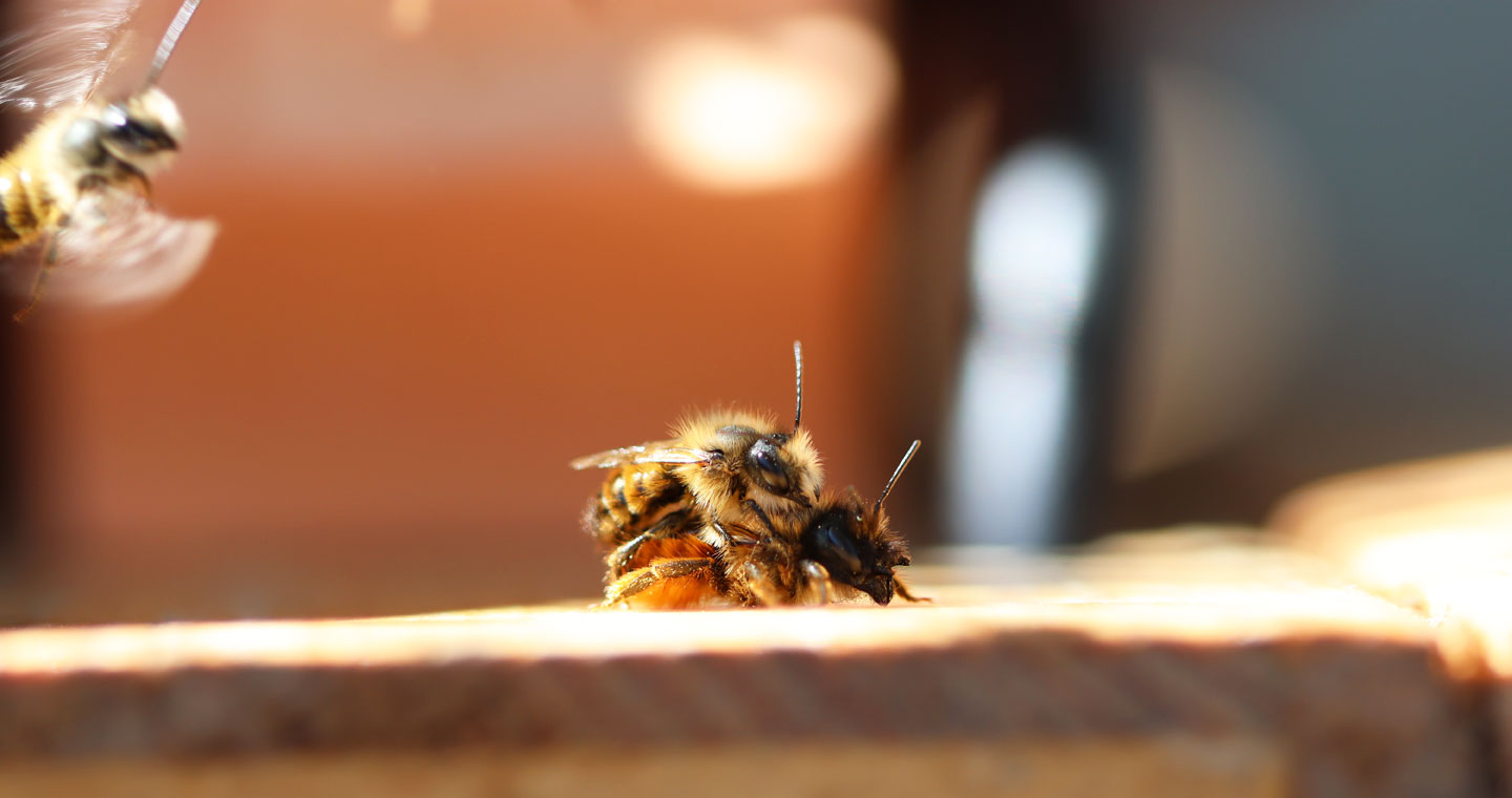 Paarung der Rostroten Mauerbiene (Osmia bicornis) auf dem Wilden Meter