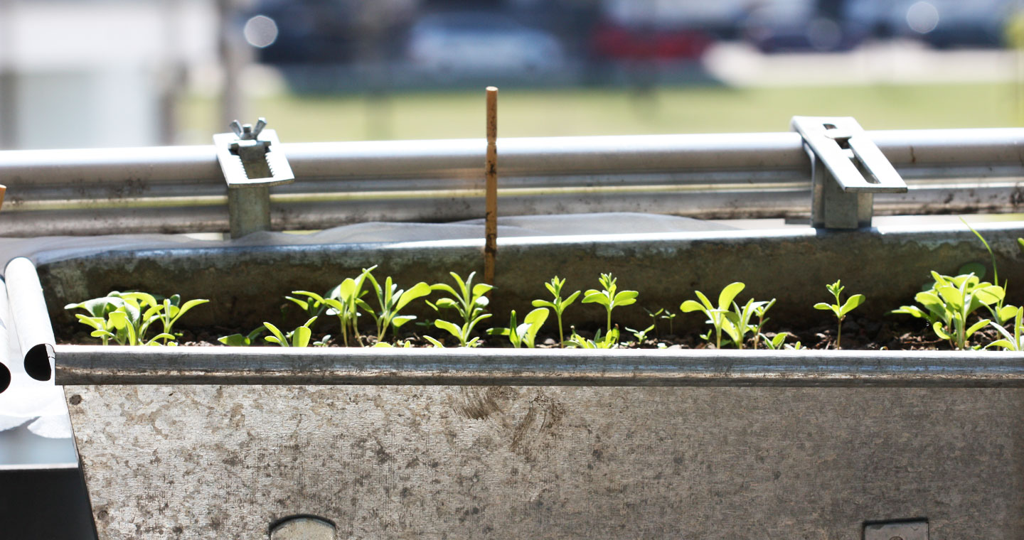 Keimlinge der Wildbienenmischung M12 der Gärtnerei Syringa