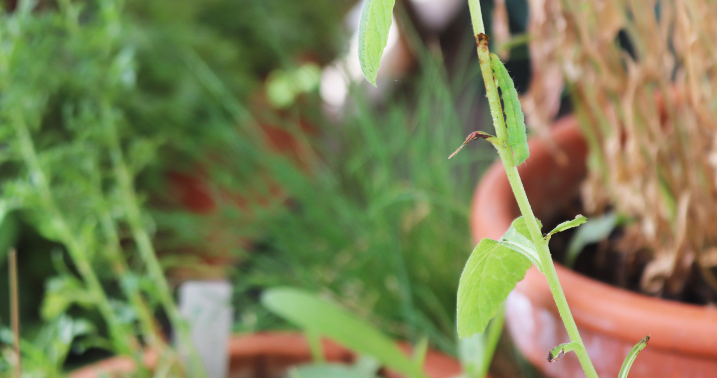 Raupe der Gamma-Eule frisst die Blätter einer Wald-Glockenblume