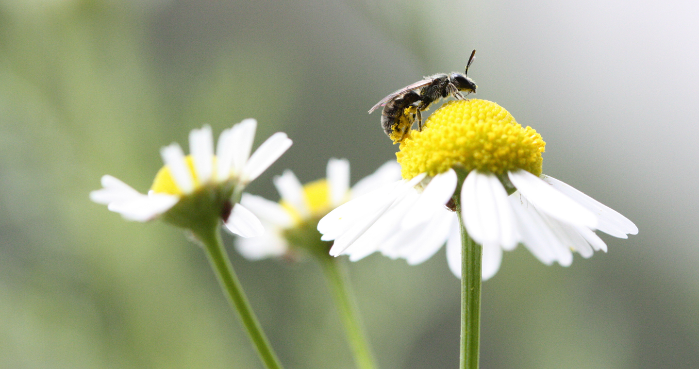 10 Gründe für einen Wildbienenbalkon: Einheimische Wildpflanzen bieten einheimischen Insekten Pollen und Nektar als Nahrungsquelle.