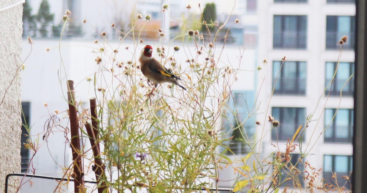 Stieglitz frisst Skabiosensamen auf dem Wilden Meter.