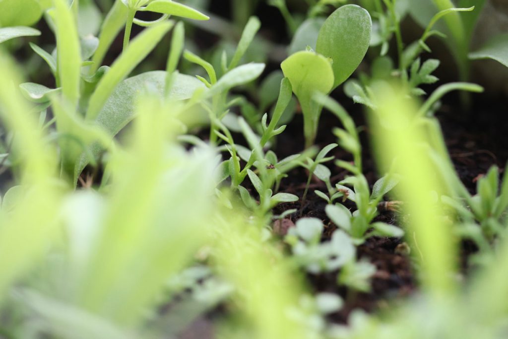 Wildblumen-Ansaaten im Blumenkasten nach drei Wochen