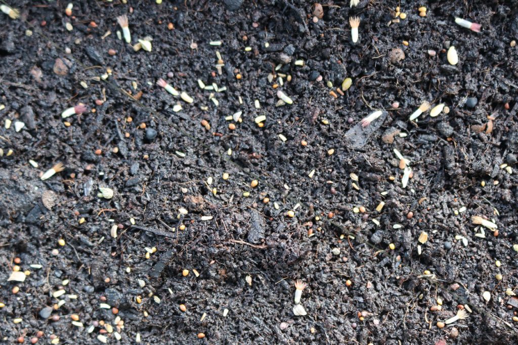 Ansaaten von einjährigen Wildblumen direkt in die Balkonkästen auf dem Wilden Meter: Samen auf dem Substrat