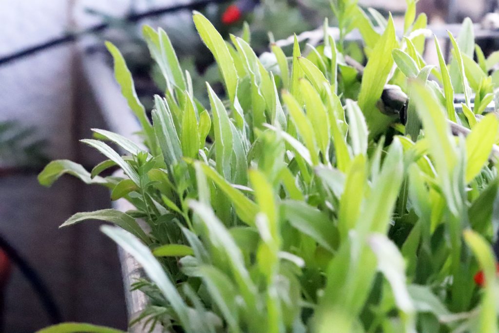 Wildblumen-Ansaaten im Blumenkasten nach vier Wochen