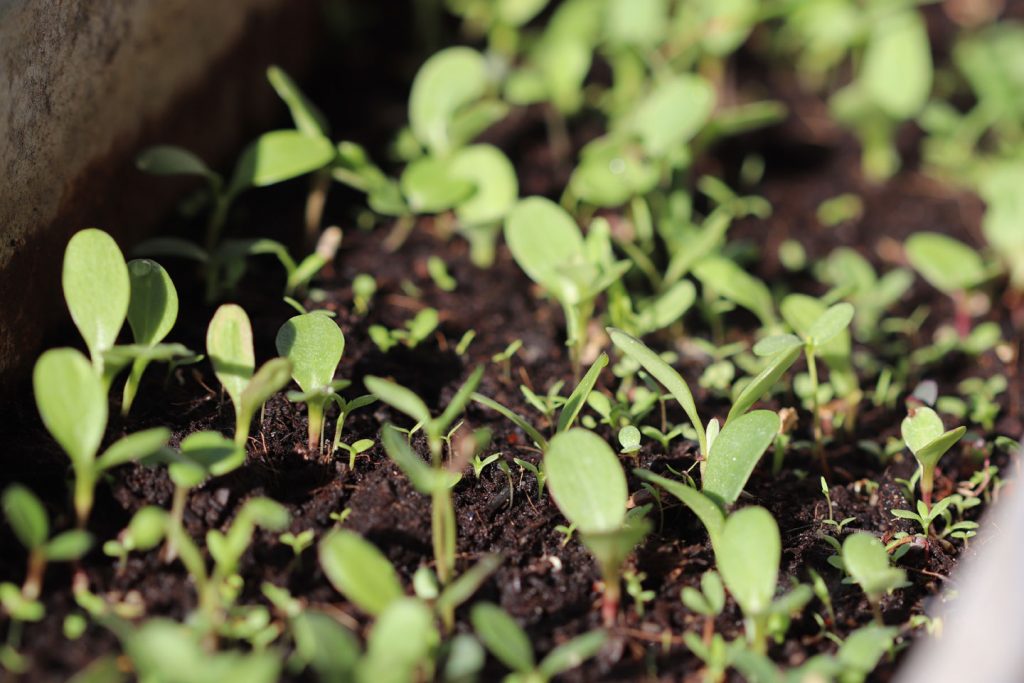 Wildblumen-Ansaaten im Blumenkasten nach zwei Wochen