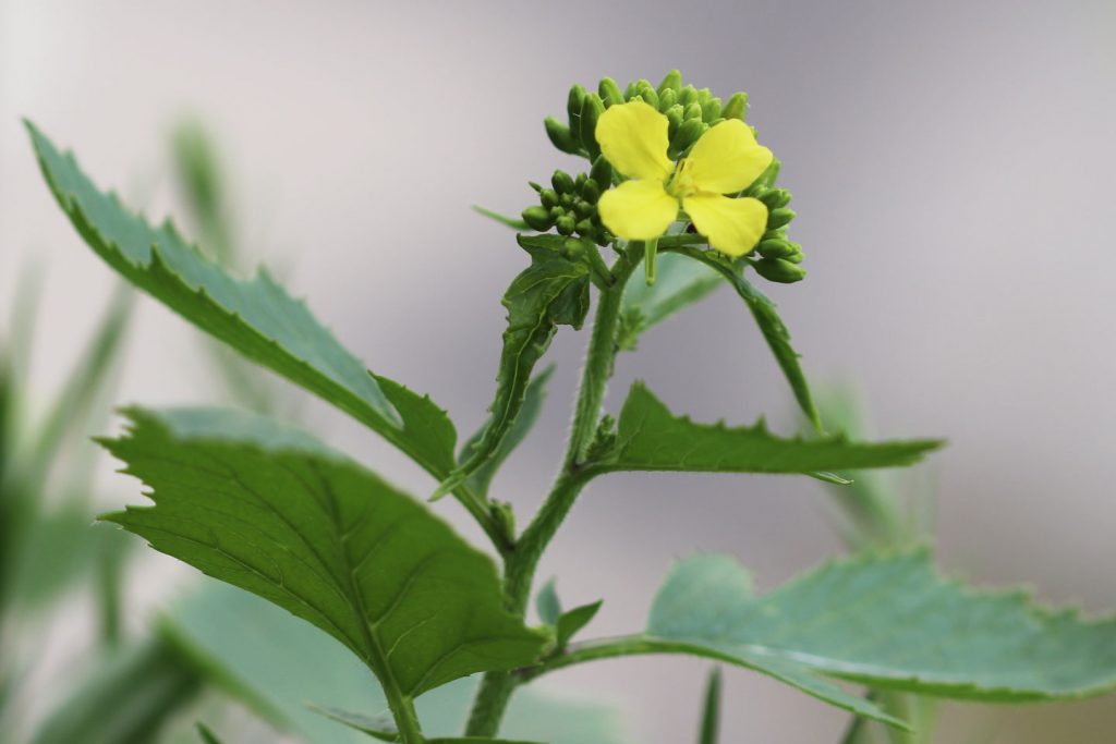Spätere Ackersenf-Blüte vom 10. Mai