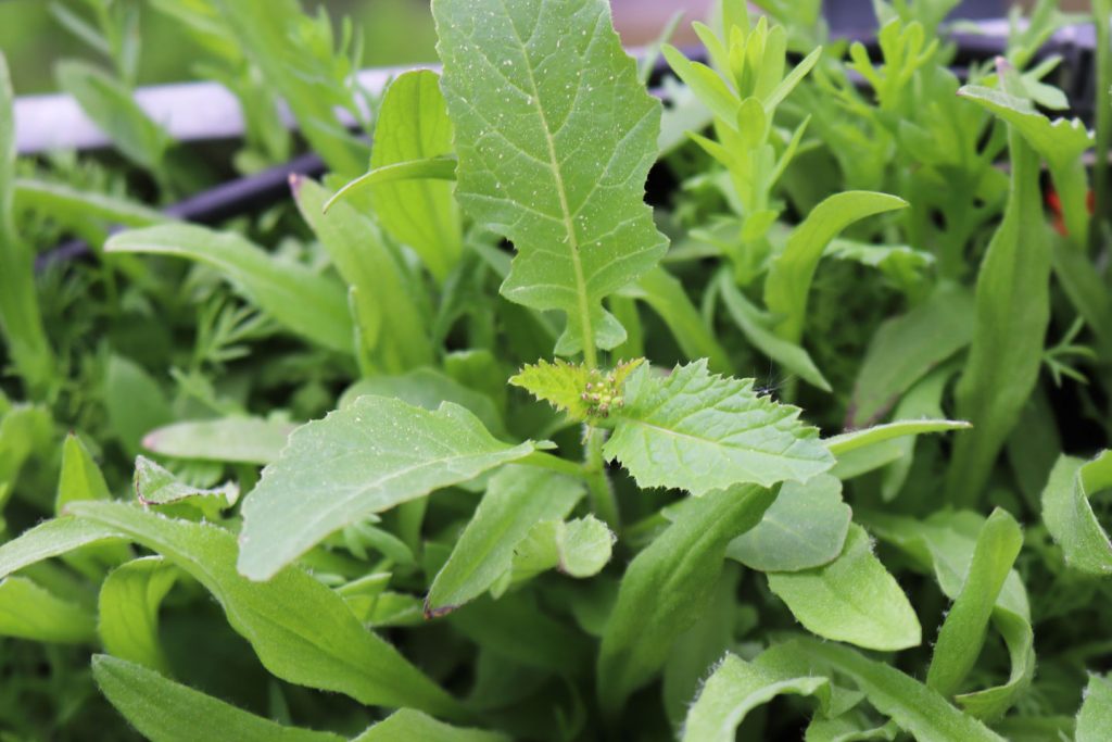 Ackersenf-Knospe am 26. April