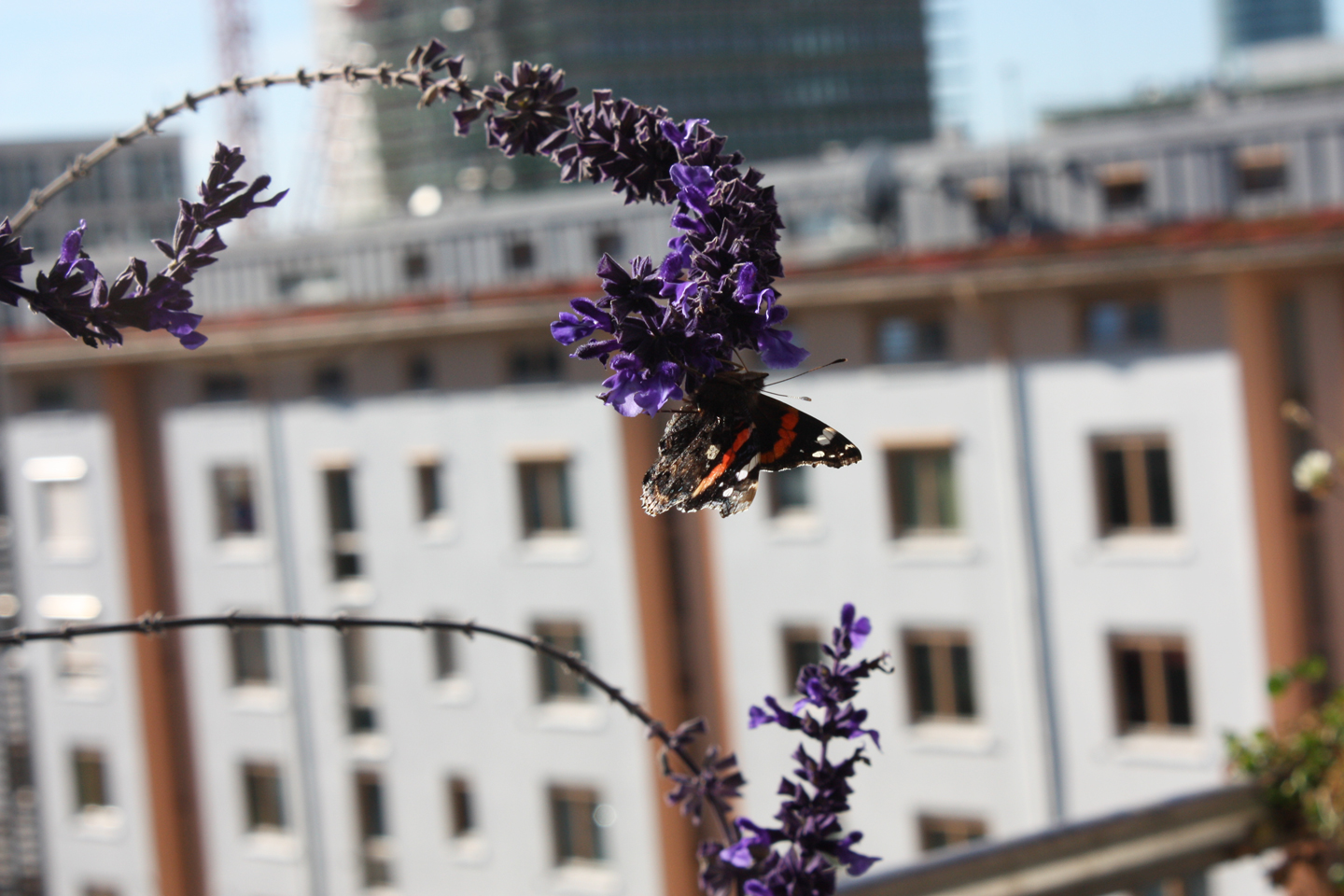 Admiral an Steppensalbei