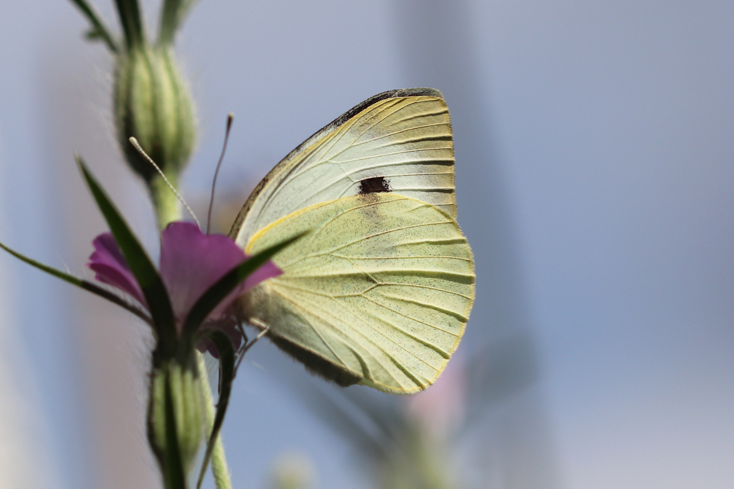 Kohlweißling auf Kornrade, 27. Juni