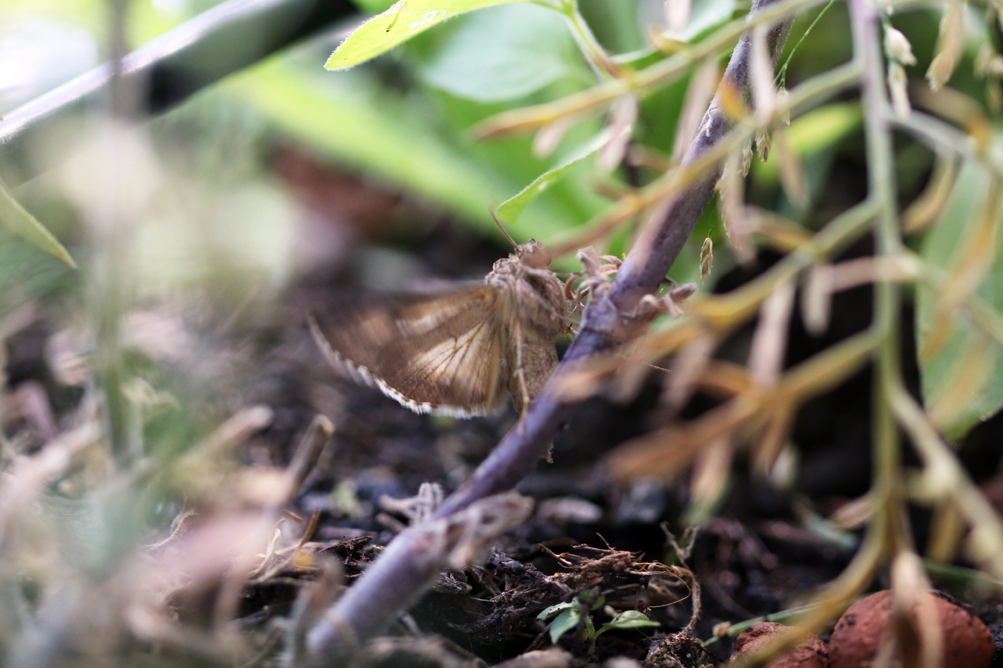 Gammaeule (Autographa gamma) in einem Blumentopf auf dem Wilden Meter