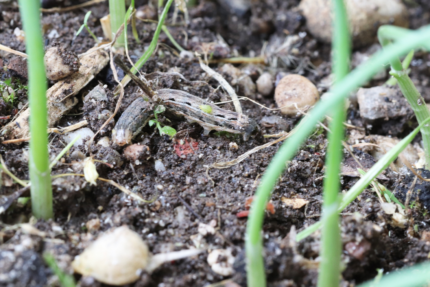 Hausmutter-Raupe (Noctua pronuba) im Kugellauch-Topf. 7. Oktober 2017