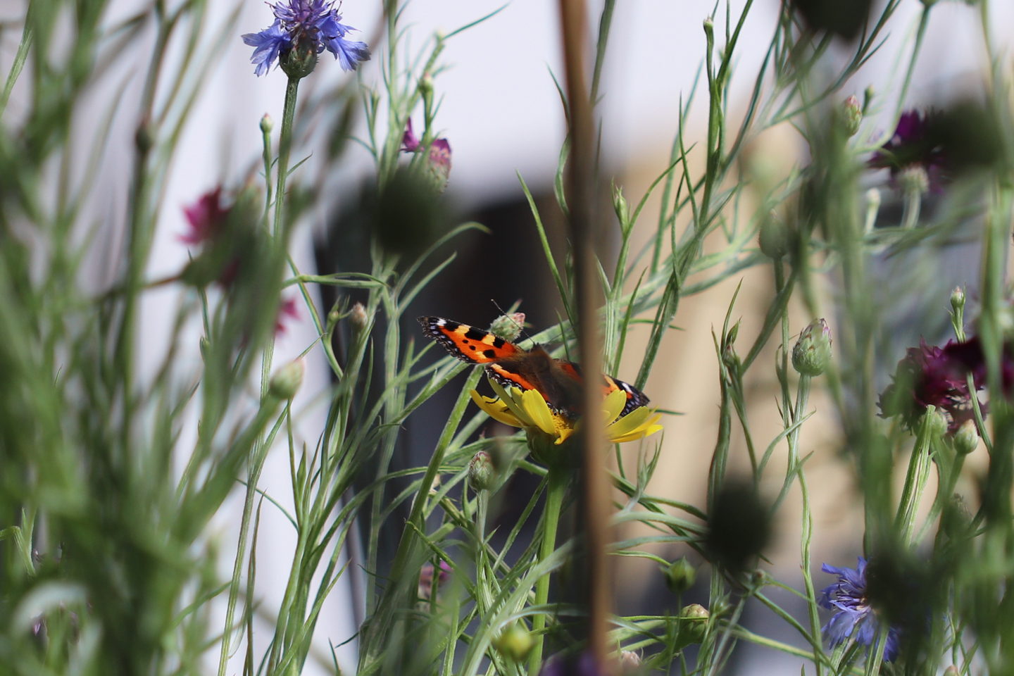Kleiner Fuchs (Aglais urticae) auf Gelber Wucherblume
