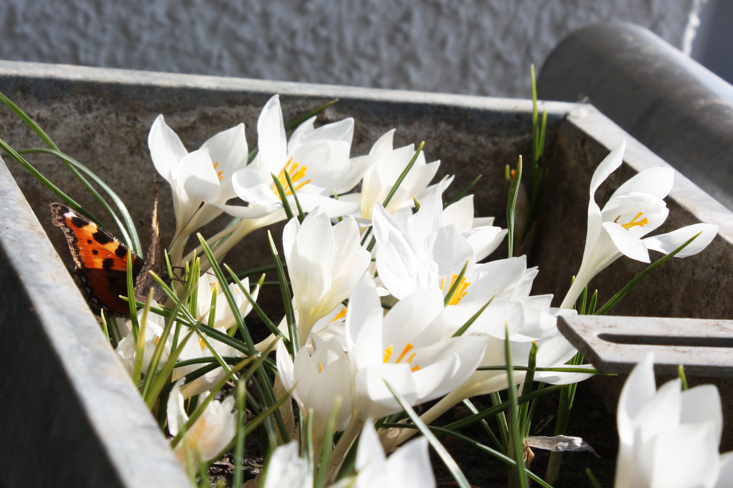 Kleiner Fuchs (Aglais urticae) am 18. März 2015 im Blumenkasten mit Krokusse