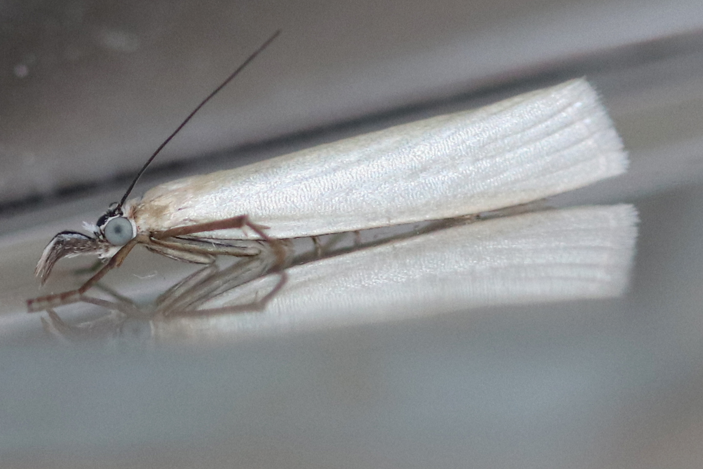 Weißer Graszünsler (Crambus perlella)