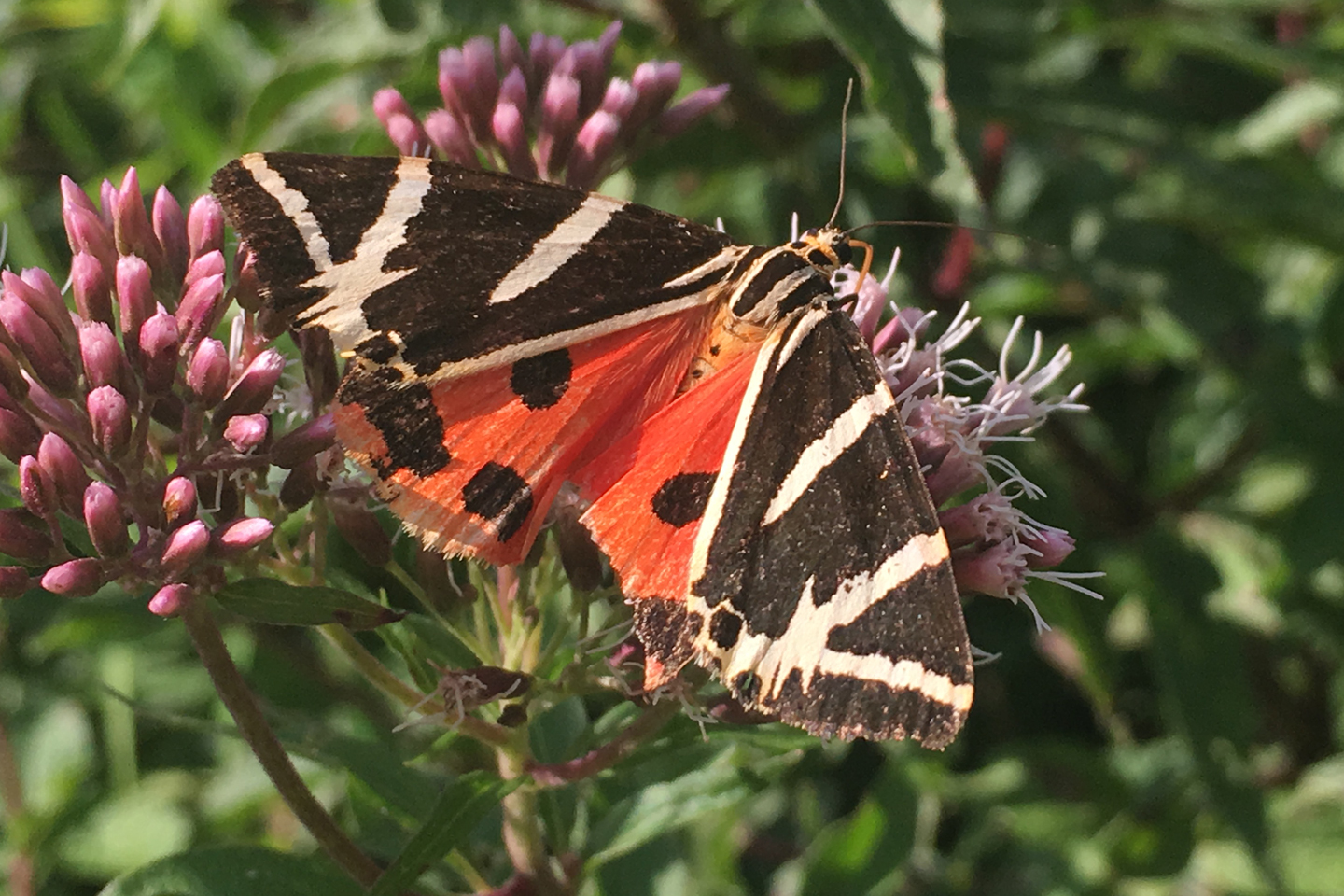 Russischer Bär (Euplagia quadripunctaria) auf einer Blüte des Wasserdosts am Inn in Niederbayern zwischen Altötting und Marktl am Inn. 