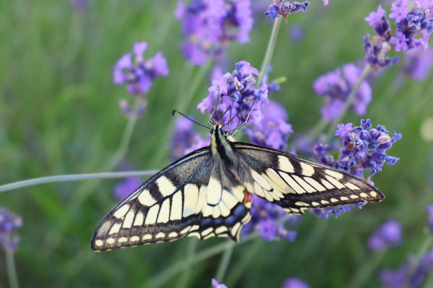 Schwalbenschwanz (Papilio machaon) am Lavendel in Nordhessen