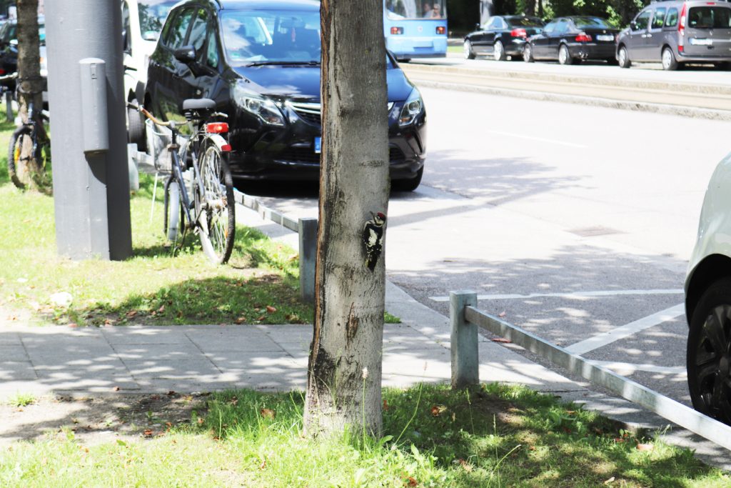 Junger Specht am Baumstamm neben stark befahrener Arnulfstraße