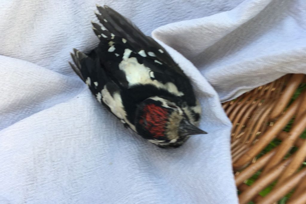 Junger Specht im Wäschekorb unter dem Nest