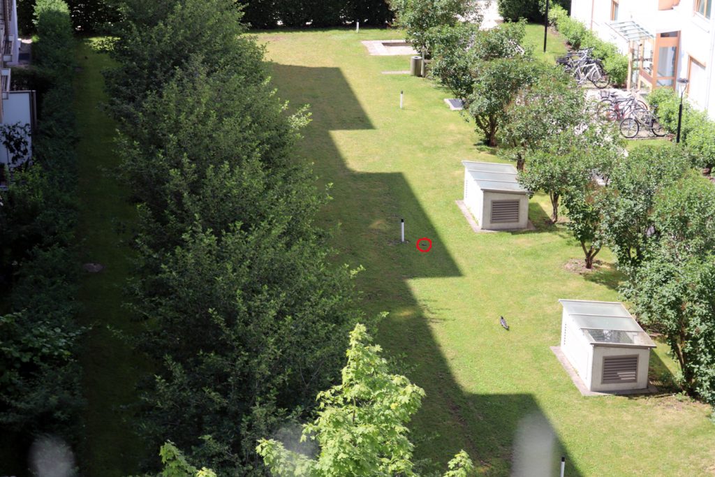 Krähe hackt jungen Buntspecht