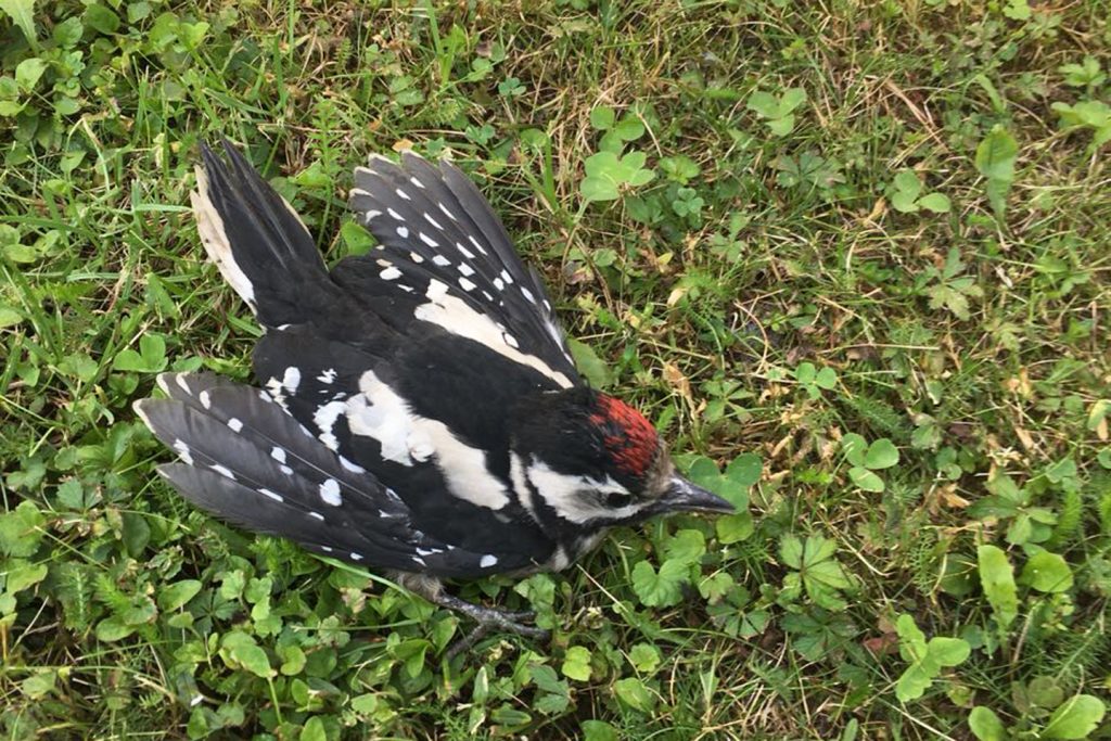 Junger Buntspecht hat Attacke der Krähe überlebt.