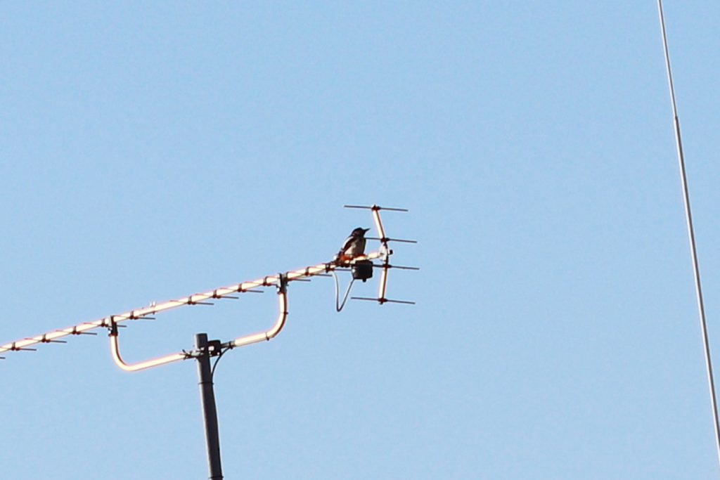 Junger Buntspecht auf Antenne