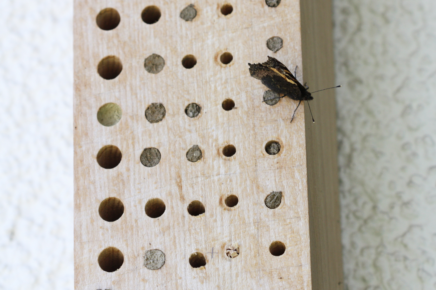 Tagpfauenauge (Aglais io) sonnt sich auf einer Wildbienennisthilfe