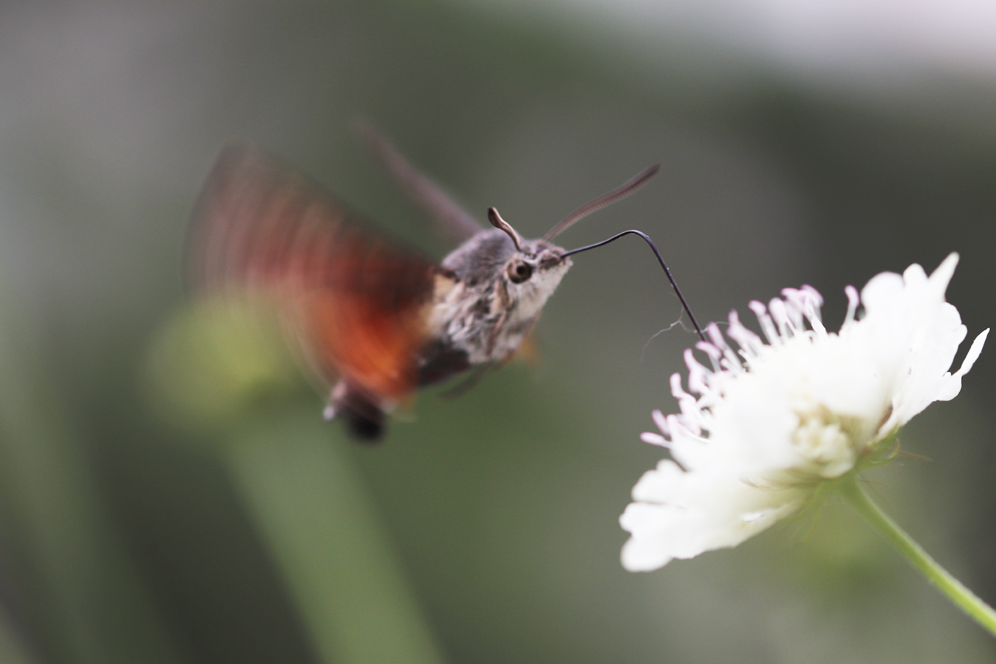 Taubenschwänzchen (Macroglossum stellatarum) besucht Gelbe Skabiose auf dem Wilden Meter