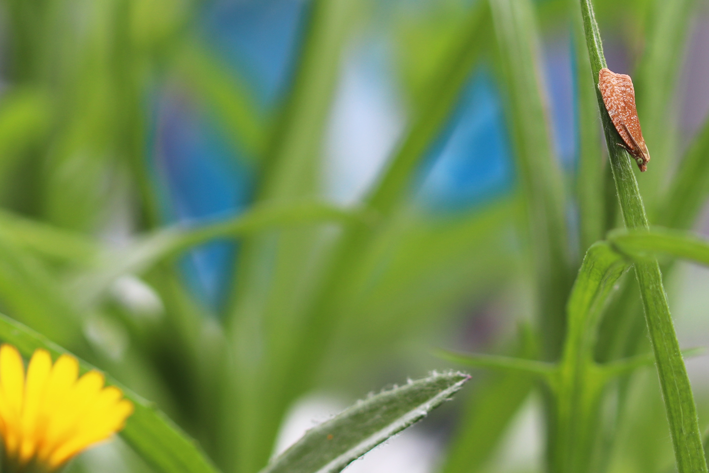 Wickler: Celypha rufana