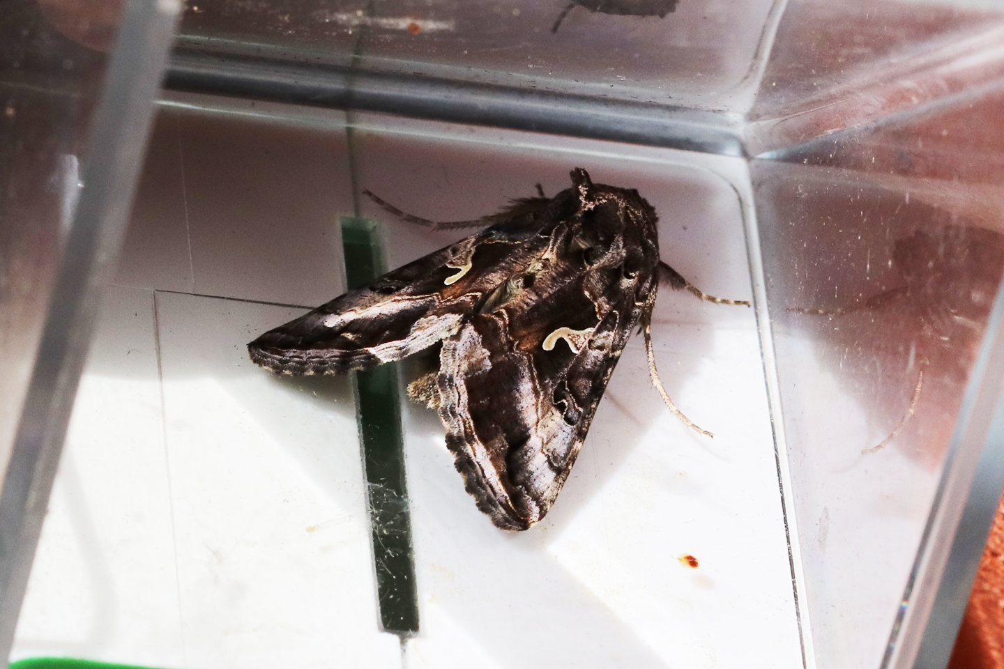 Gammaeule im Snapy auf dem Wilden Meter