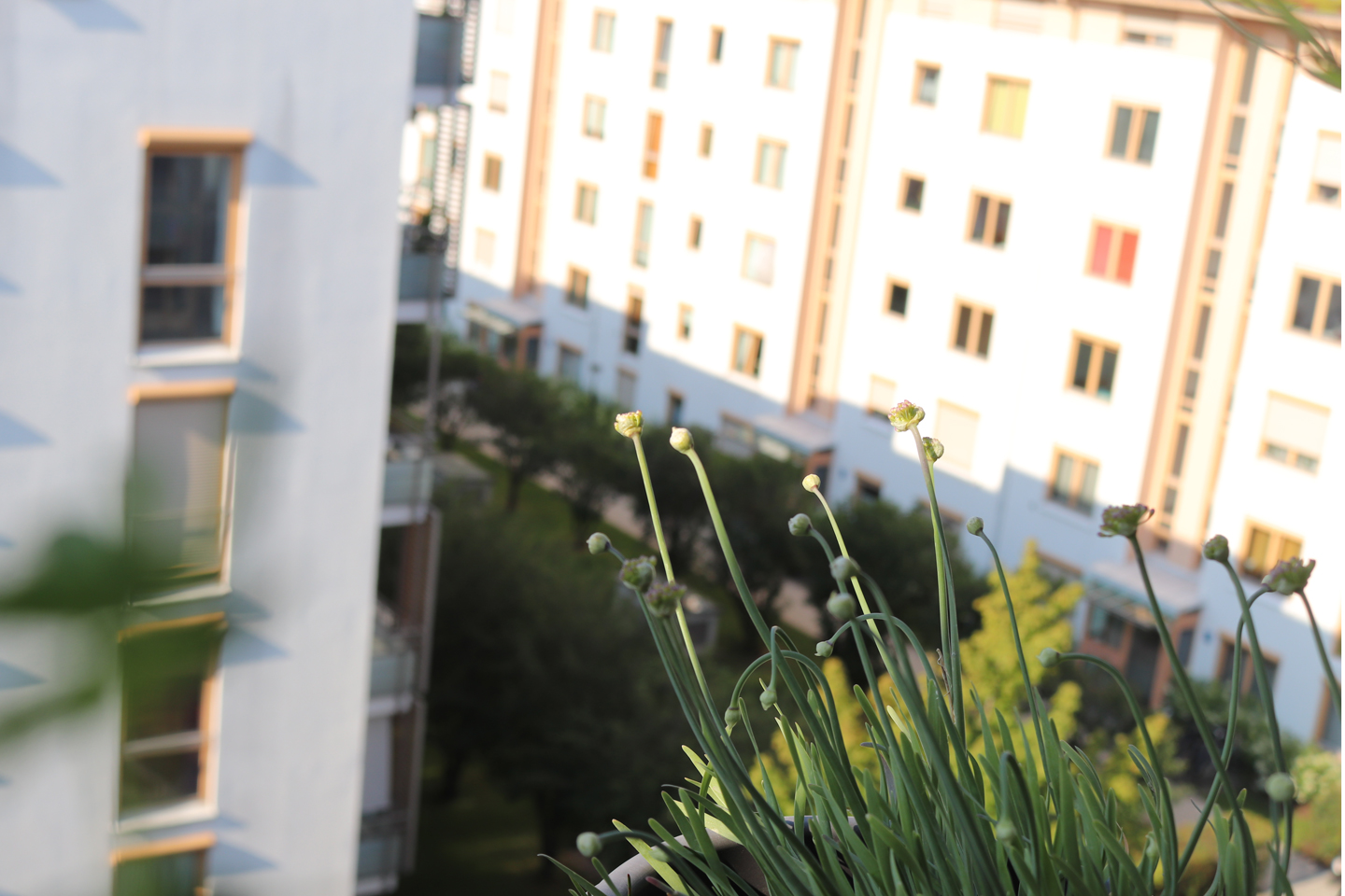 Berglauch (Allium canescens) am 18. Juli auf dem Wilden Meter