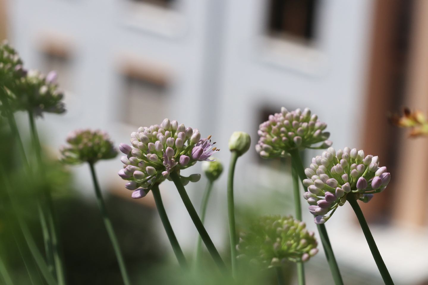Berglauch (Allium canescens) am 4. August auf dem Wilden Meter