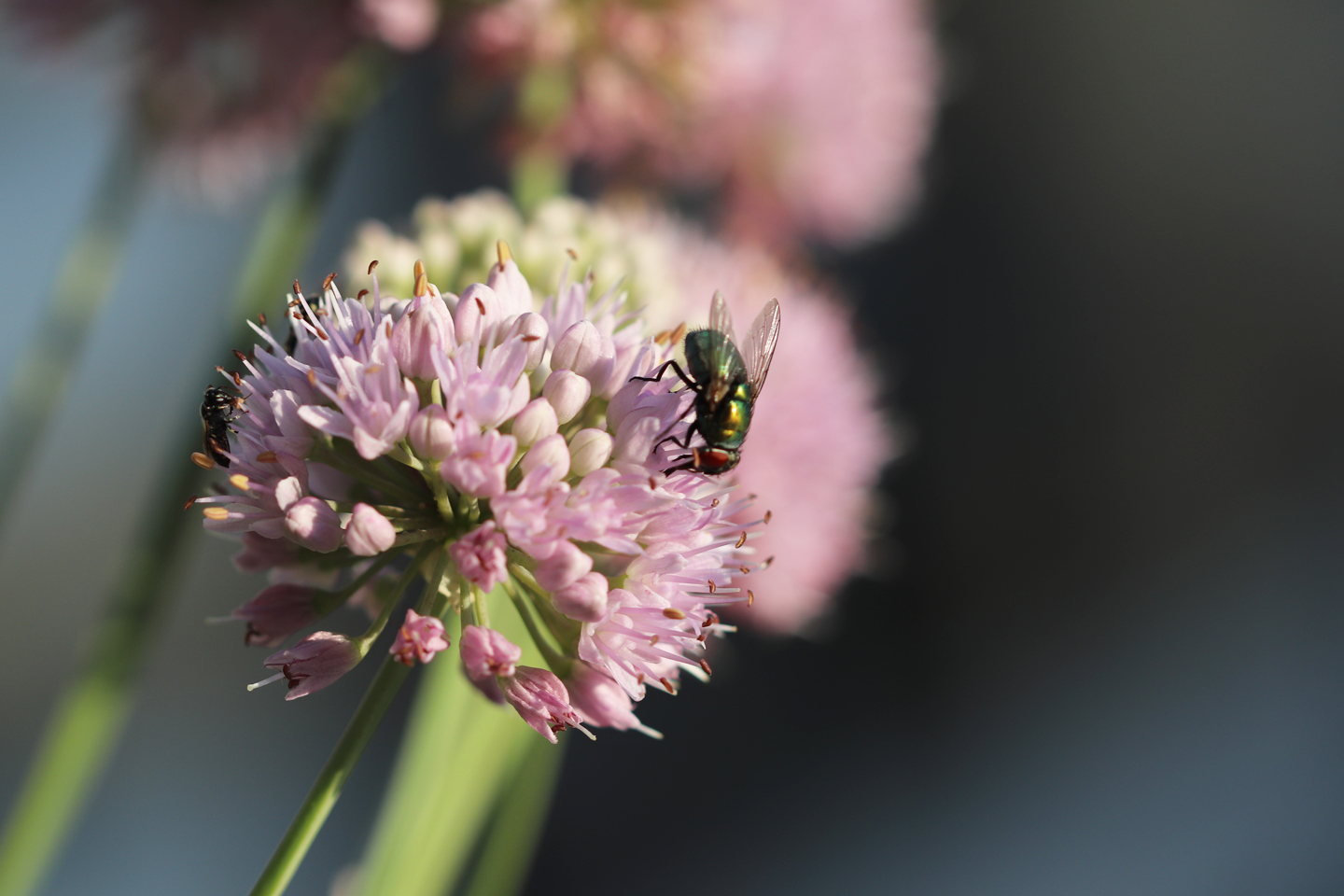 Goldfliege auf Berglauch