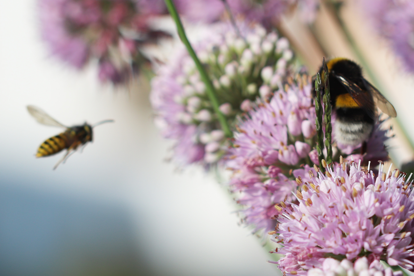 Wespe und Erdhummel auf Berglauch auf dem Wilden Meter
