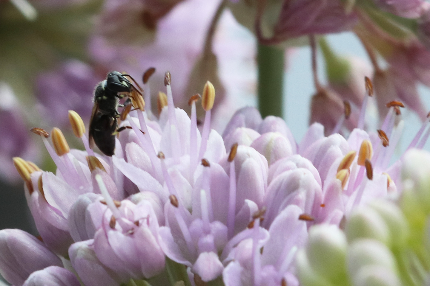 Maskenbiene auf Berglauch auf dem Wilden Meter