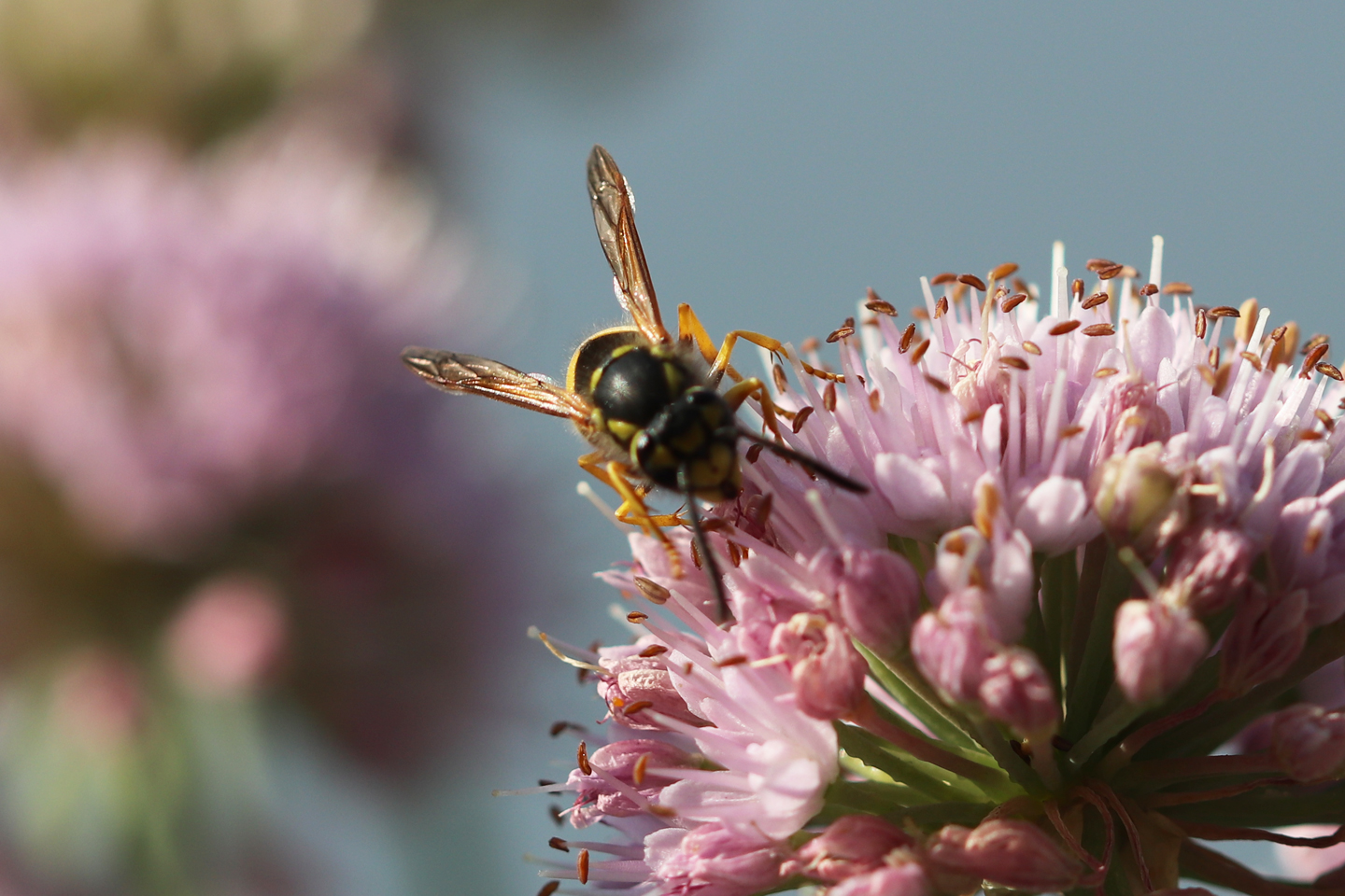 Wespe auf Berglauch auf dem Wilden Meter