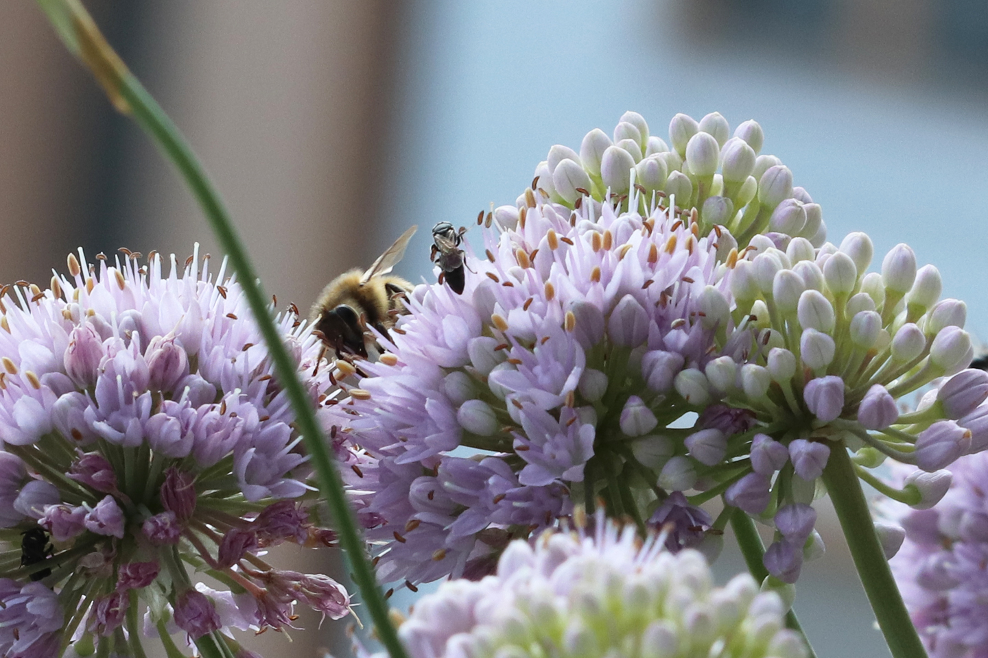 Honigbiene auf Berglauch auf dem Wilden Meter