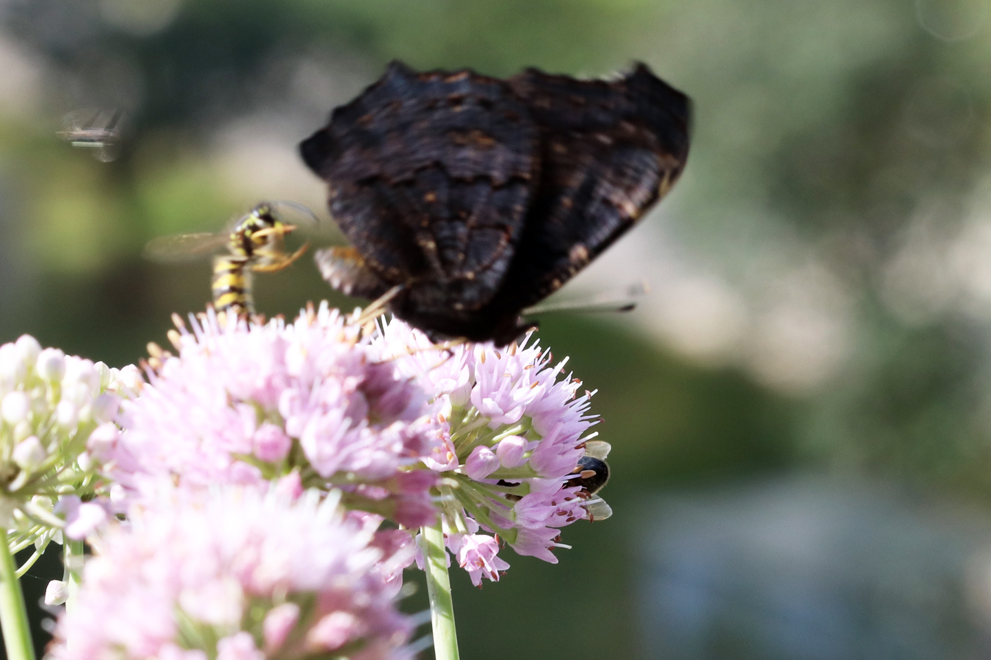 Wespe vertreibt Schmettterling auf Berglauch auf dem Wilden Meter