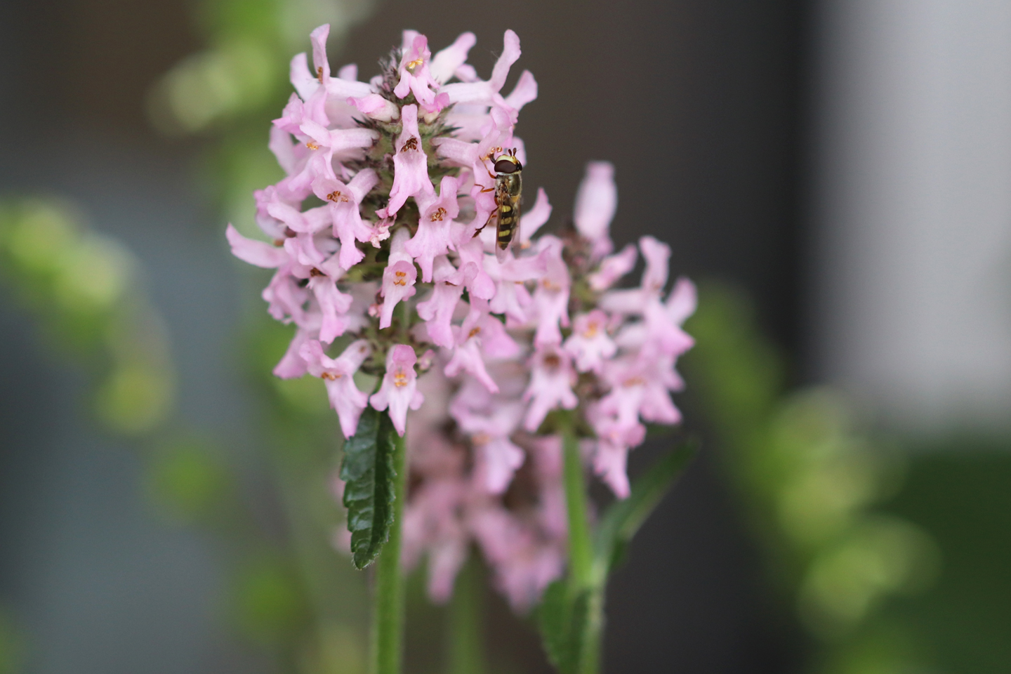 Dichtblütiger Ziest "Rosea"