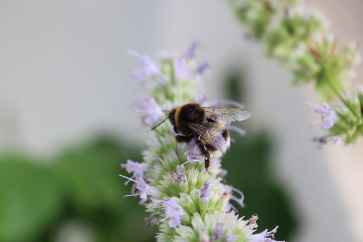 Duftnessel Blue Fortune (Agastache-rugosa -Hybride Blue Fortune)