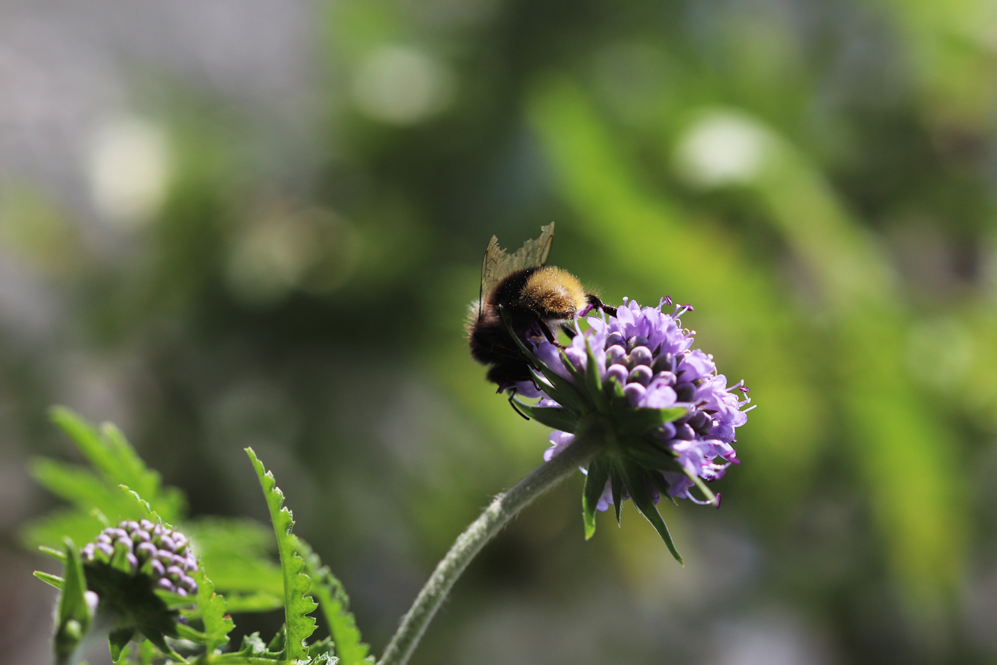 Gewöhnlicher Teufelsabbiss