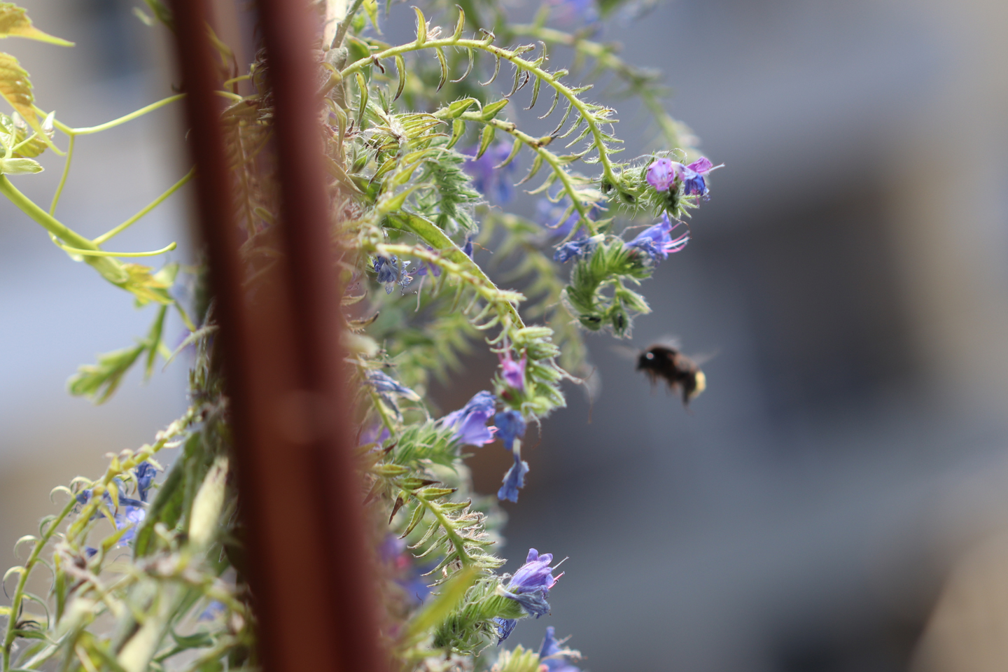 Gewöhnlicher Natternkopf