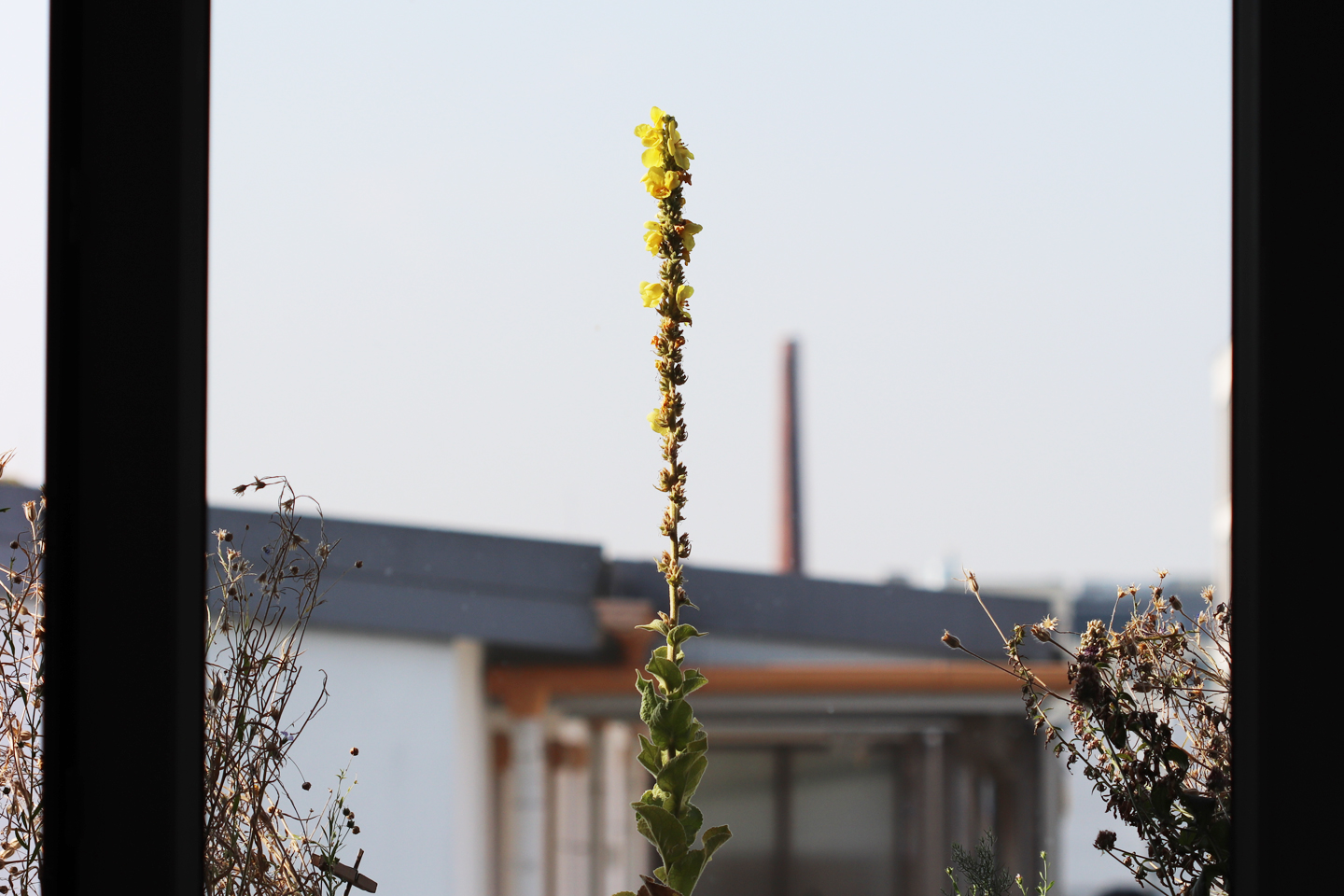 Königskerze am 6. August: neue Blüten.