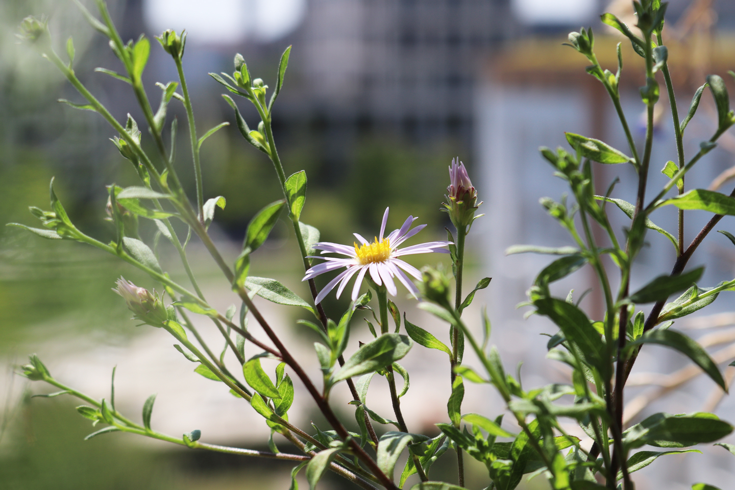 Pyernäen-Aster "Lutetia"