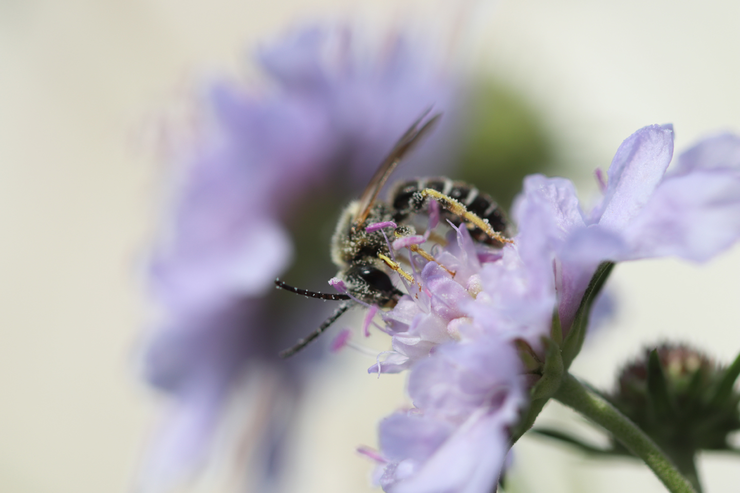 Scabiosa agrestis