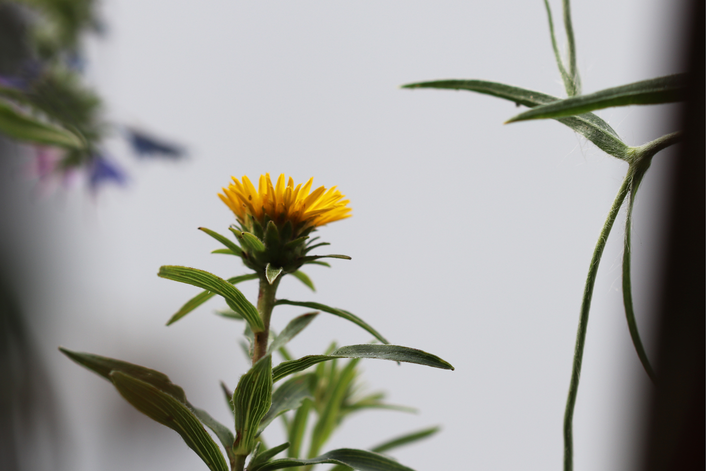 Schwertblättriger Alant